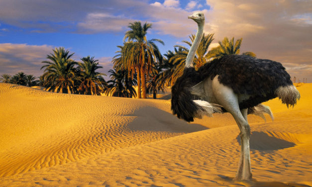 The Arabian Ostrich From PoetryTo Scientific Research