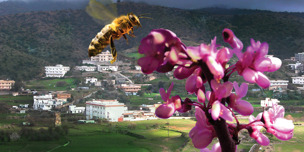 Beekeeping Industry in the Kingdom of Saudi Arabia