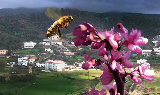 Beekeeping Industry in the Kingdom of Saudi Arabia