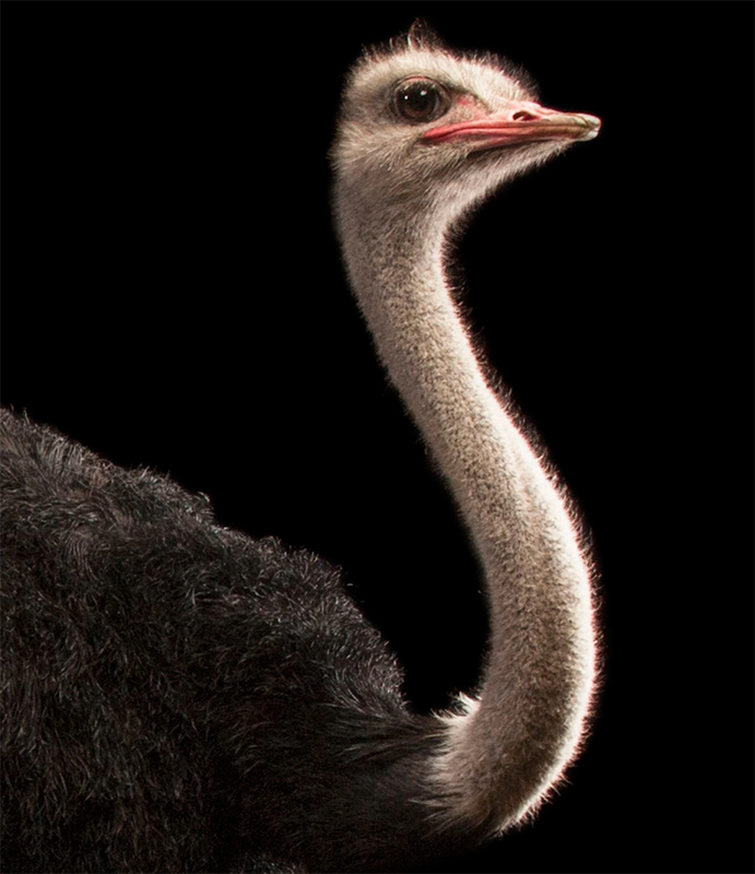 ostrich